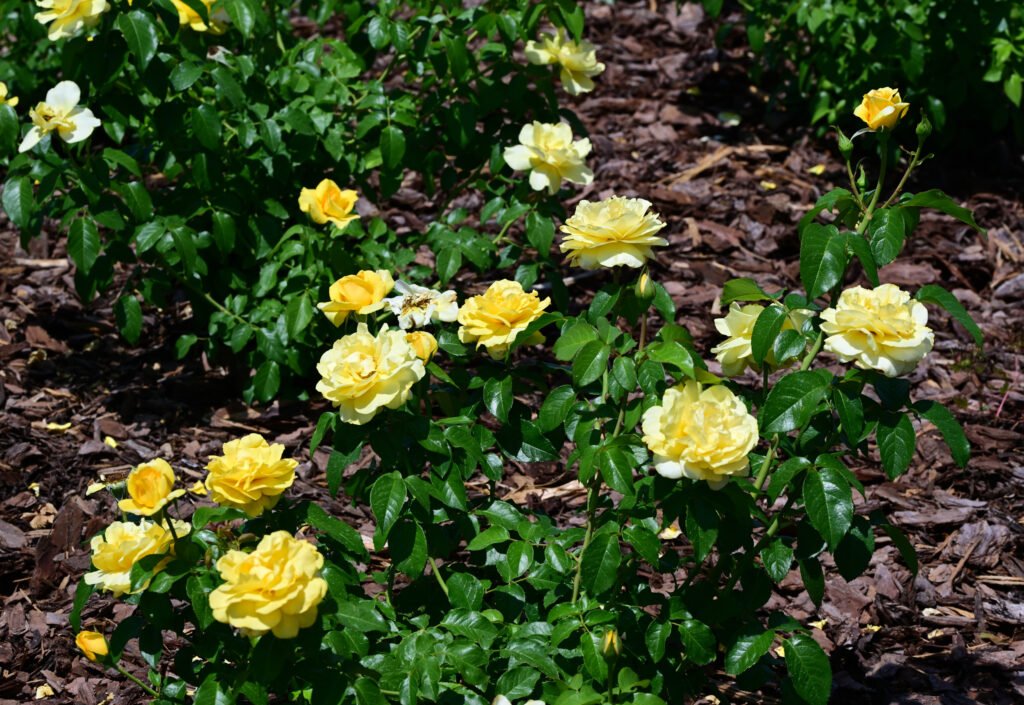 Roses of Fairhope