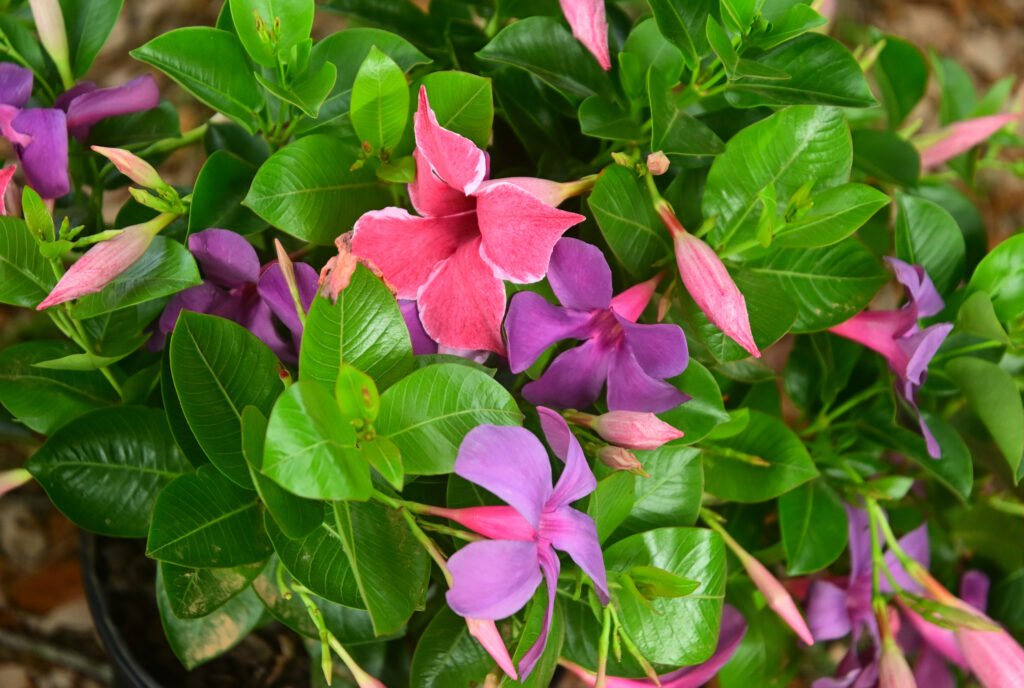 Fairhope Farmer's Market APR 04 2026