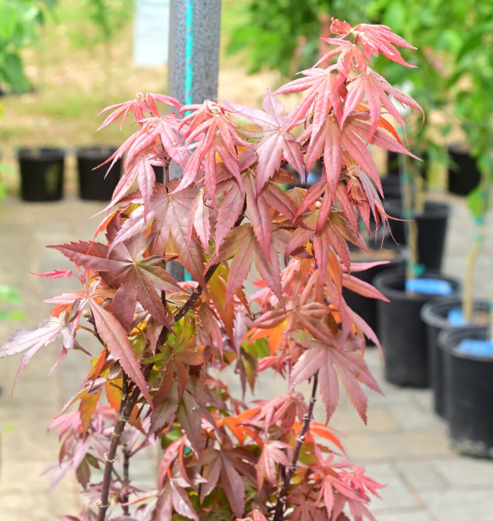 Fairhope Farmer's Market APR 04 2026