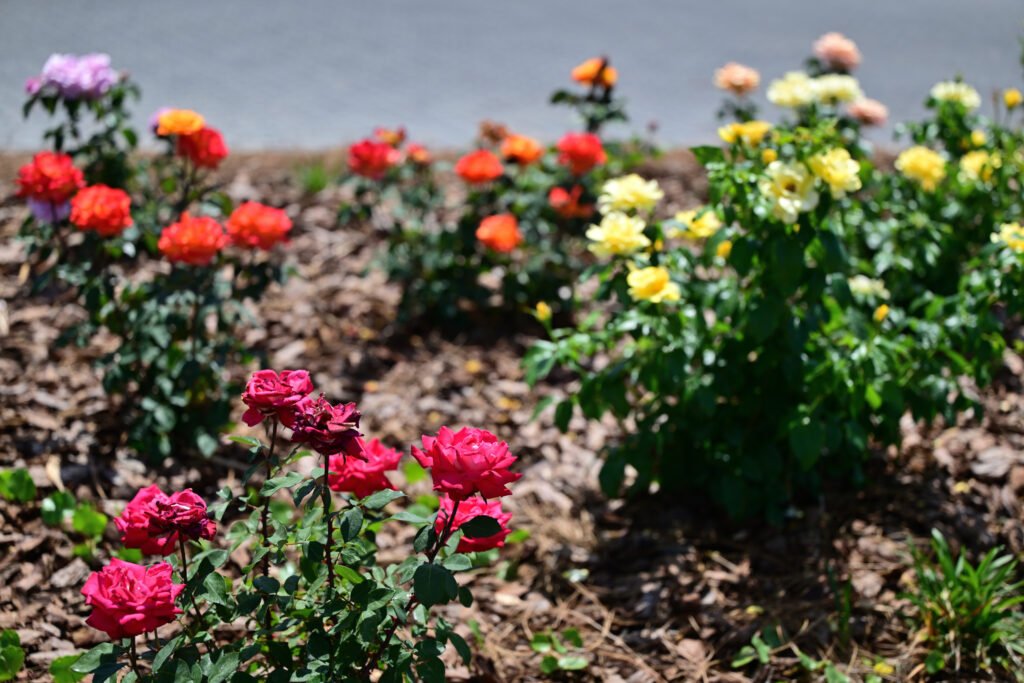 Roses of Fairhope