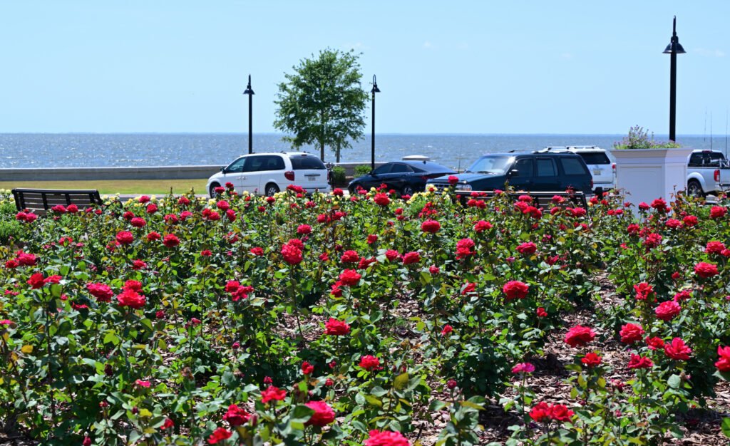 Roses of Fairhope