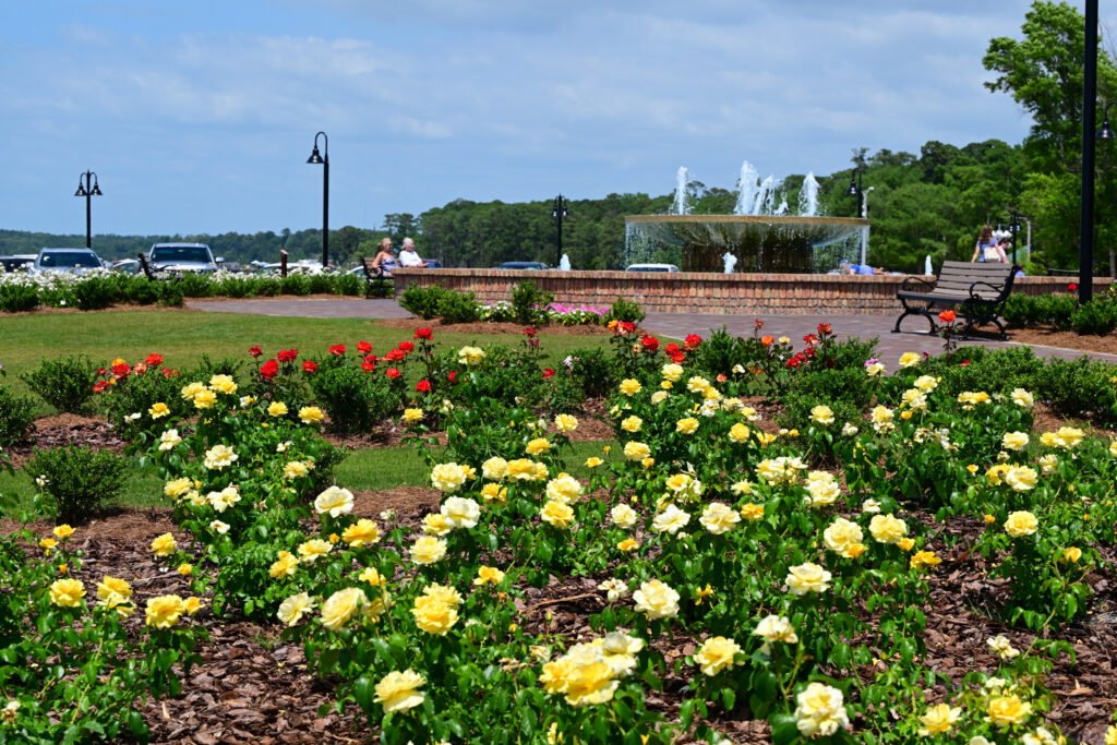 Roses of Fairhope