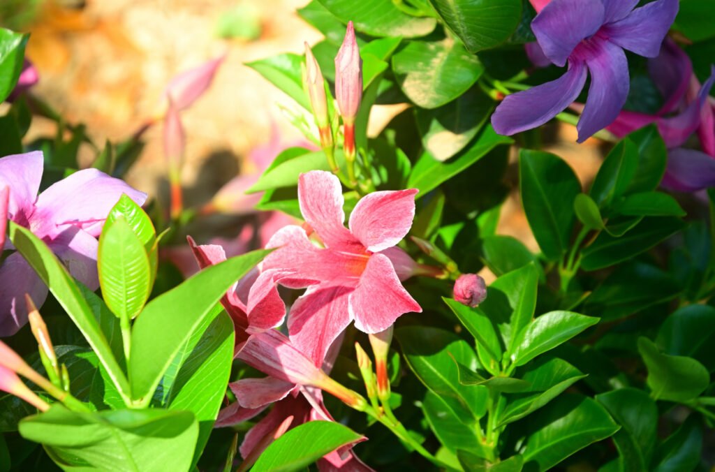 Fairhope Farmer's Market