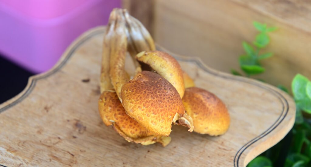 Fairhope Farmer's Market