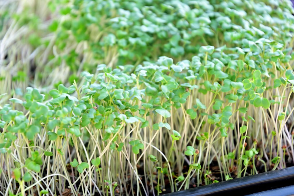 Fairhope Farmer's Market