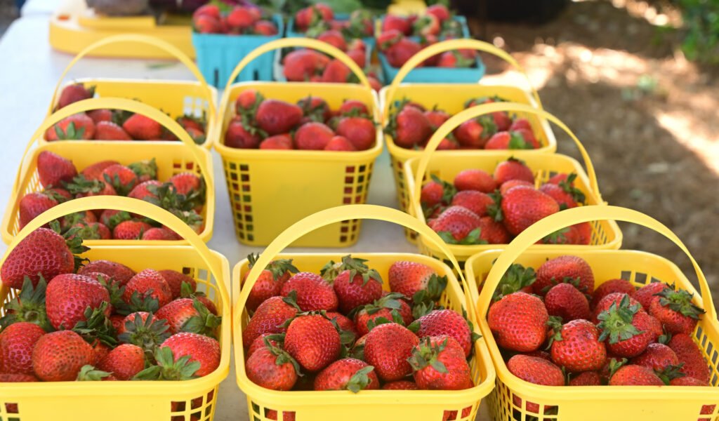 Fairhope Farmer's Market